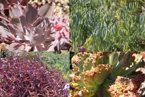 BLOG_RGGarden2